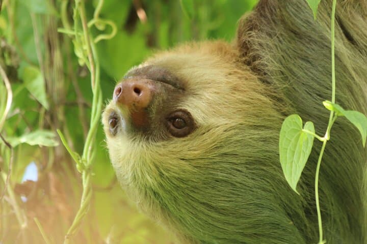 Guided Walk in Monteverde Cloud Forest Reserve: 3-Hour Birding & Nature Tour photo 4