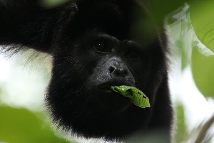 Guided Walk in Monteverde Cloud Forest Reserve: 3-Hour Birding & Nature Tour photo 5