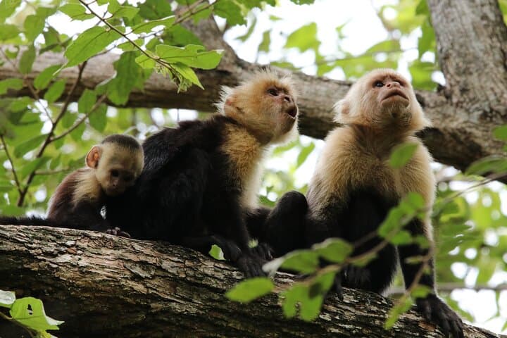 Guided Walk in Monteverde Cloud Forest Reserve: 3-Hour Birding & Nature Tour photo 6