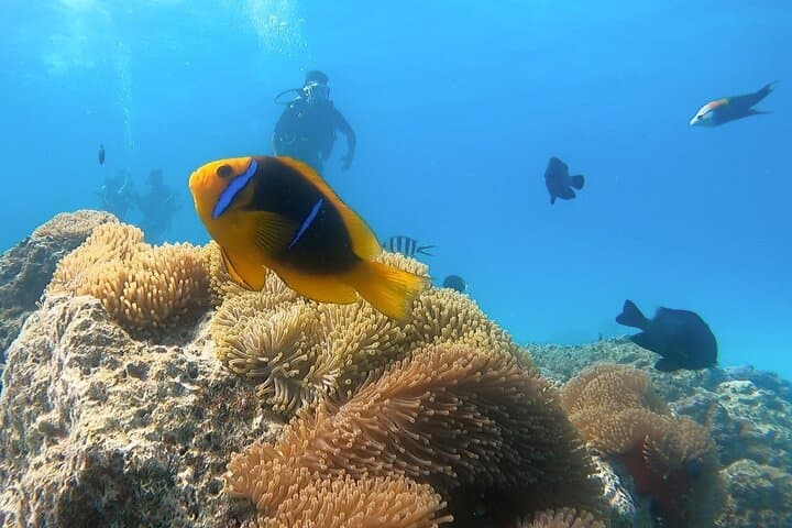 Bora Bora Morning 2-Tank Dives: Manta Rays, Shark Passes & Coral Gardens photo 2