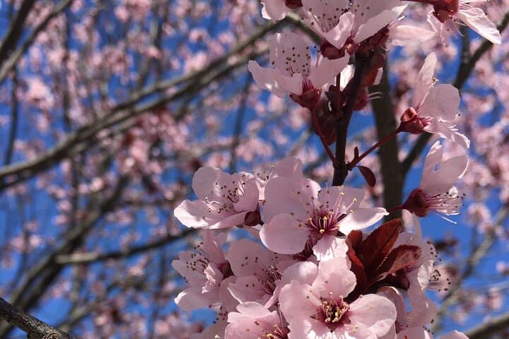 Spring at the Tidal Basin: Washington D.C. Cherry Blossom All-Day Tour photo 2