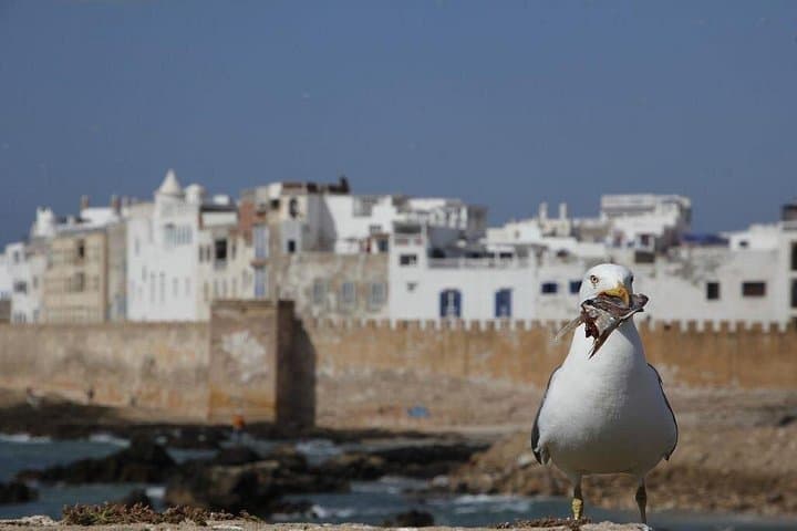 12-Day Morocco Discovery Private Tour — Casablanca to the Sahara & Imperial Cities photo 4