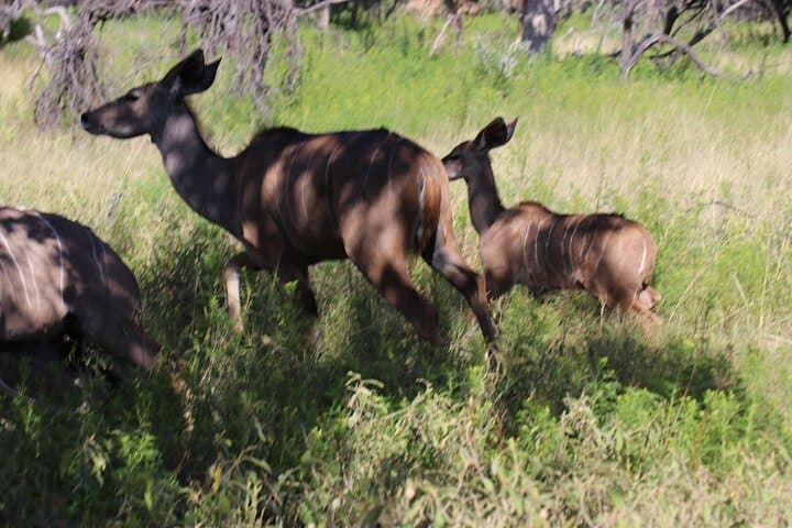 Hartbeespoort Horseback Safari: 2‑Hour Wildlife Ride in Silkaatsnek Nature Reserve photo 4