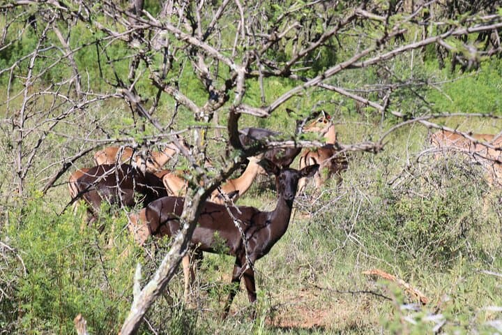 Hartbeespoort Horseback Safari: 2‑Hour Wildlife Ride in Silkaatsnek Nature Reserve photo 5