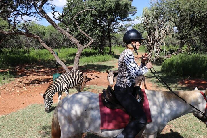 Hartbeespoort Horseback Safari: 2‑Hour Wildlife Ride in Silkaatsnek Nature Reserve photo 6