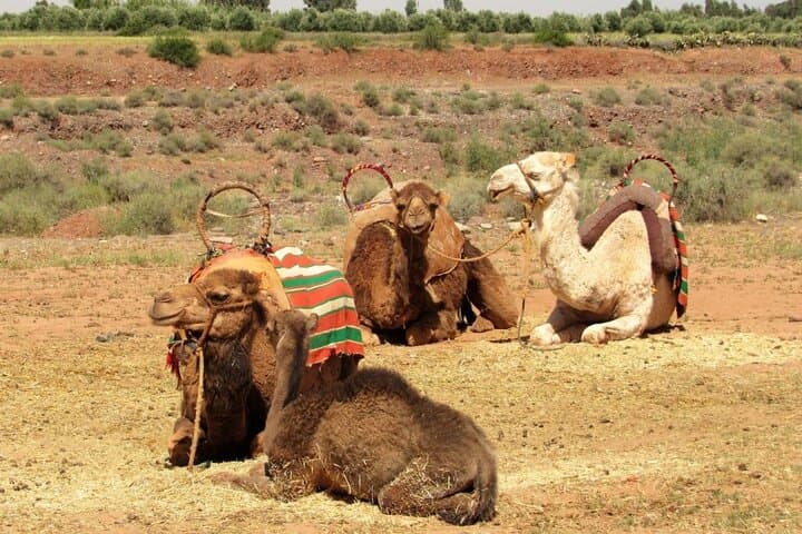Day Trip to Agafay, Takerkoust & Atlas Valleys: Camel Ride and Berber Village Visit photo 6