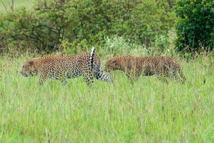 Two-Day Tsavo East Private Safari from Diani Beach — Big Five Game Drives photo 3