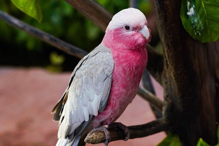 Africano Park Alexandria Safari: Full-Day Open-Zoo Adventure from Cairo