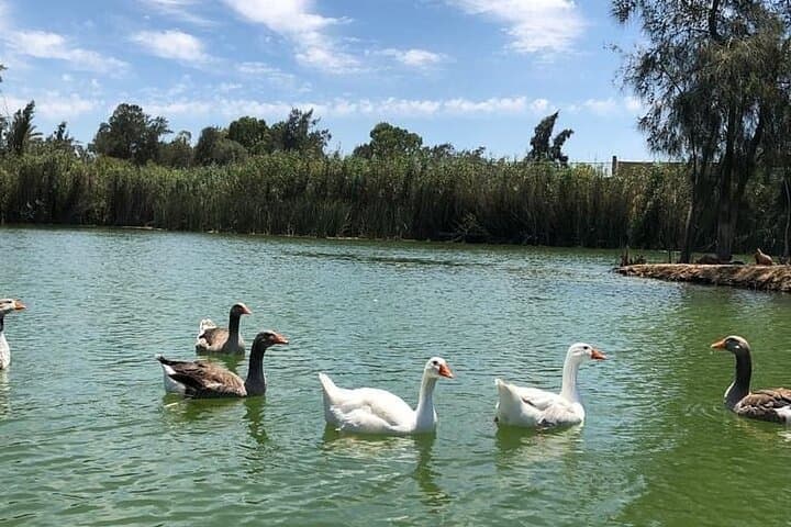 Africano Park Alexandria Safari: Full-Day Open-Zoo Adventure from Cairo photo 3