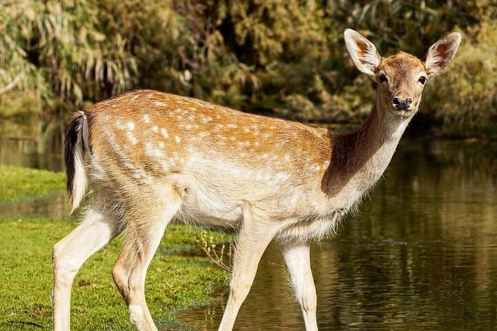 Africano Park Alexandria Safari: Full-Day Open-Zoo Adventure from Cairo photo 4
