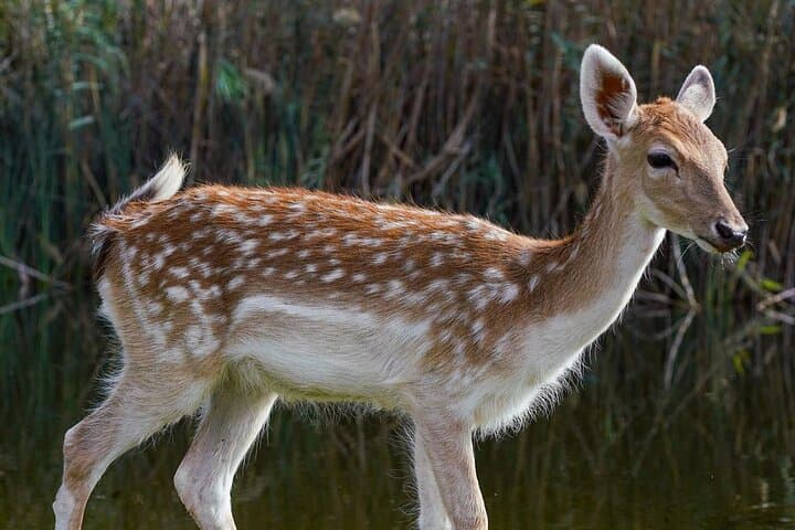 Africano Park Alexandria Safari: Full-Day Open-Zoo Adventure from Cairo photo 5