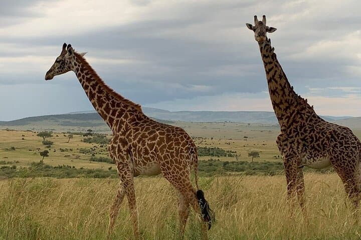 Private Tsavo East Safari: Day Trip from Malindi to See Elephants, Lions & Watering Holes photo 2