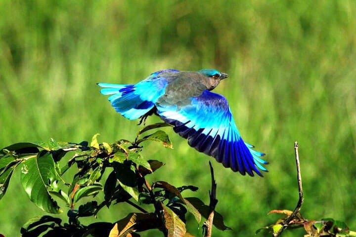 Golden Triangle & Bharatpur Bird Watching: 3-Day Private Tour from Delhi photo 6