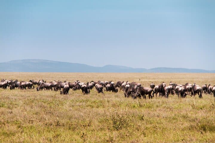 Ndutu Calving Season Safari: 6-Day Private Wildebeest Migration Tour