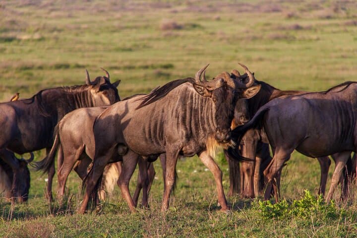 Ndutu Calving Season Safari: 6-Day Private Wildebeest Migration Tour photo 2