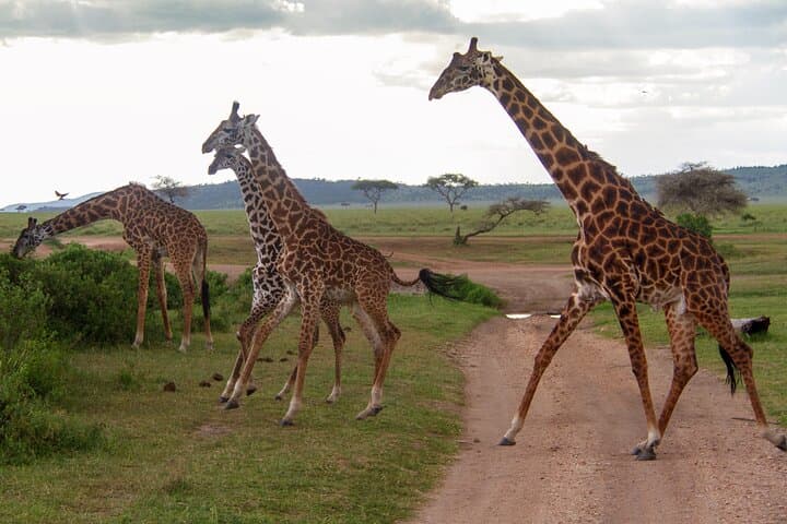Ndutu Calving Season Safari: 6-Day Private Wildebeest Migration Tour photo 3