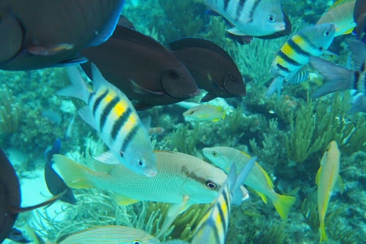 Half-Day Private Stingray City Charter Grand Cayman — Snorkel & Starfish Beach photo 5