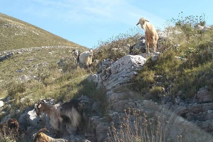 Northwest Corfu 4x4 Safari: Loggas Cliffs, Afionas Views & Olive Oil Tasting photo 6