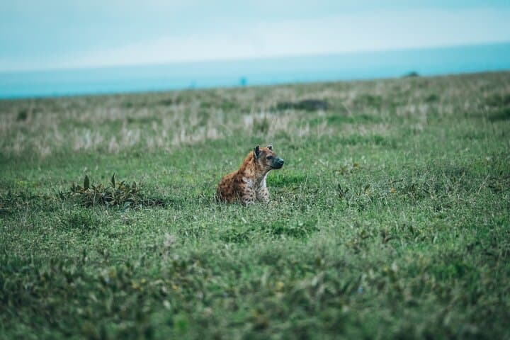 3-Day Budget Safari in Tanzania: Tarangire, Ngorongoro & Lake Manyara photo 3