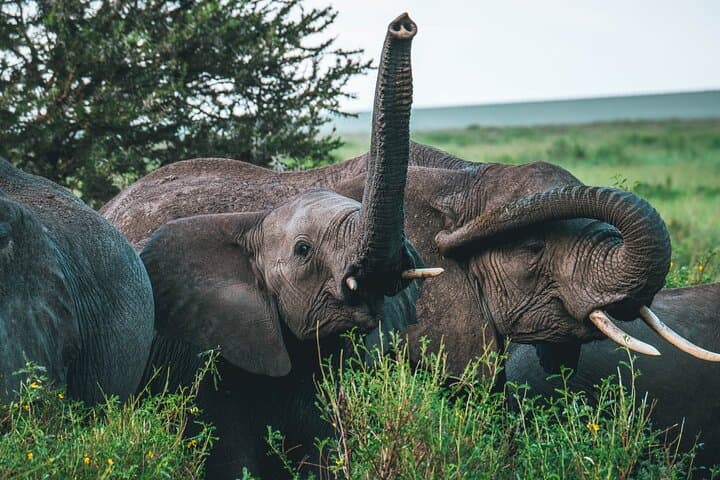 3-Day Budget Safari in Tanzania: Tarangire, Ngorongoro & Lake Manyara photo 4