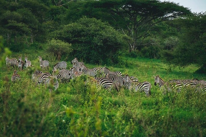 3-Day Budget Safari in Tanzania: Tarangire, Ngorongoro & Lake Manyara photo 5
