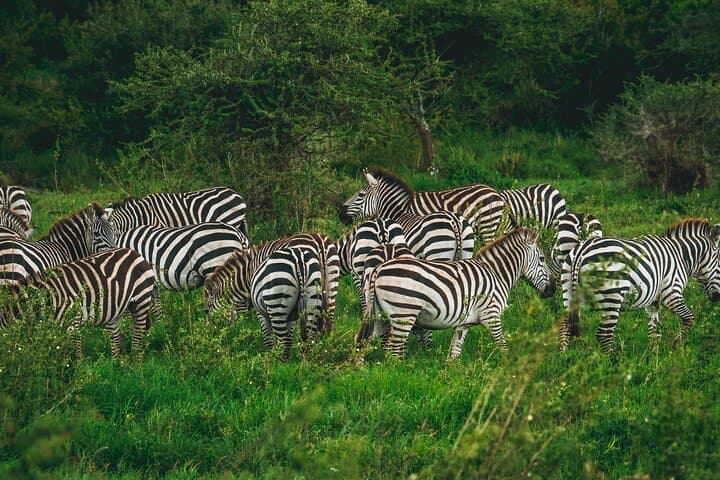 3-Day Budget Safari in Tanzania: Tarangire, Ngorongoro & Lake Manyara photo 6