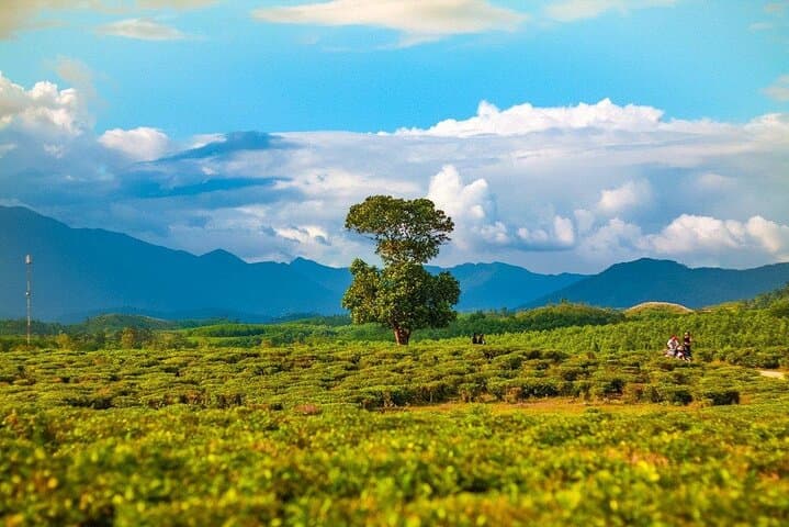 Spring Tea Hills & Co Tu Culture: A Private Day Tour to Dong Giang from Da Nang photo 4
