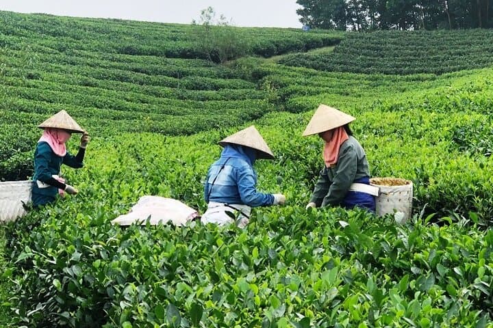 Spring Tea Hills & Co Tu Culture: A Private Day Tour to Dong Giang from Da Nang photo 2