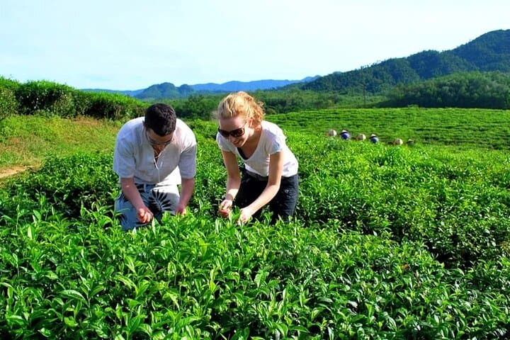 Spring Tea Hills & Co Tu Culture: A Private Day Tour to Dong Giang from Da Nang photo 3