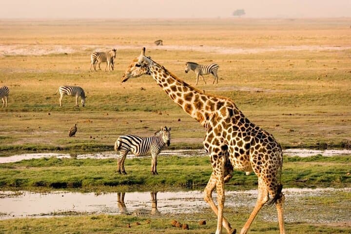 Giraffe Centre Guided Tour Nairobi - Meet Rothschild's Giraffes photo 2
