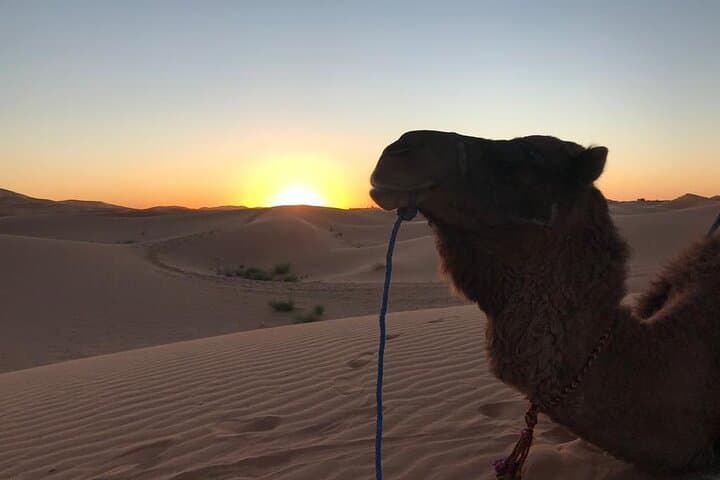 Merzouga Camel Trek & Overnight: Sunset Dunes, Berber Camp and Sandsurfing photo 3