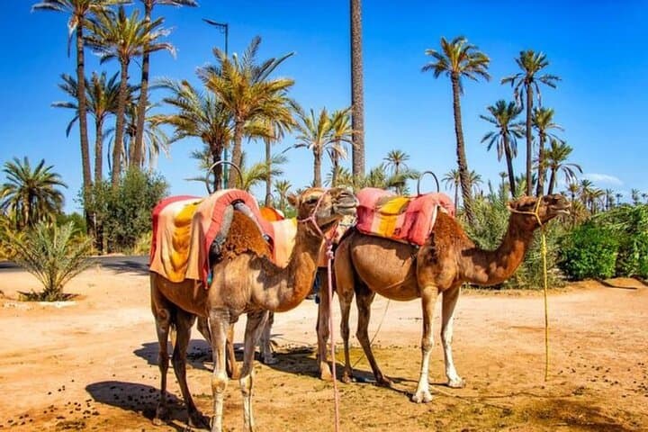 Half-Day Camel Ride in Palmeraie: Palm-Grove Caravan from Marrakech photo 2
