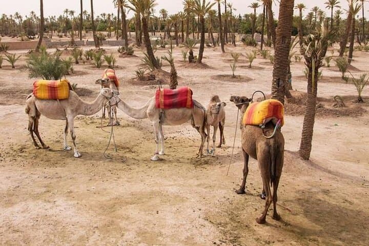 Half-Day Camel Ride in Palmeraie: Palm-Grove Caravan from Marrakech photo 5