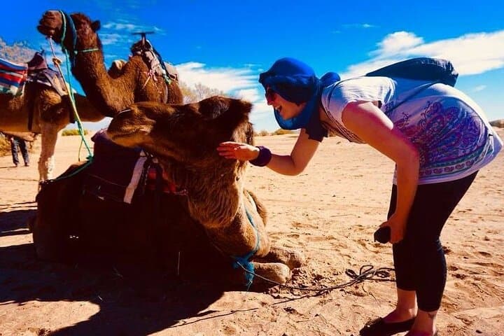 Half-Day Camel Ride in Palmeraie: Palm-Grove Caravan from Marrakech photo 6