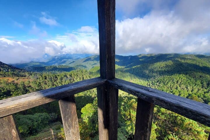 Hiking the Enchanted Forest of Ixtepeji with Rescue Dogs — Day Trip from Oaxaca