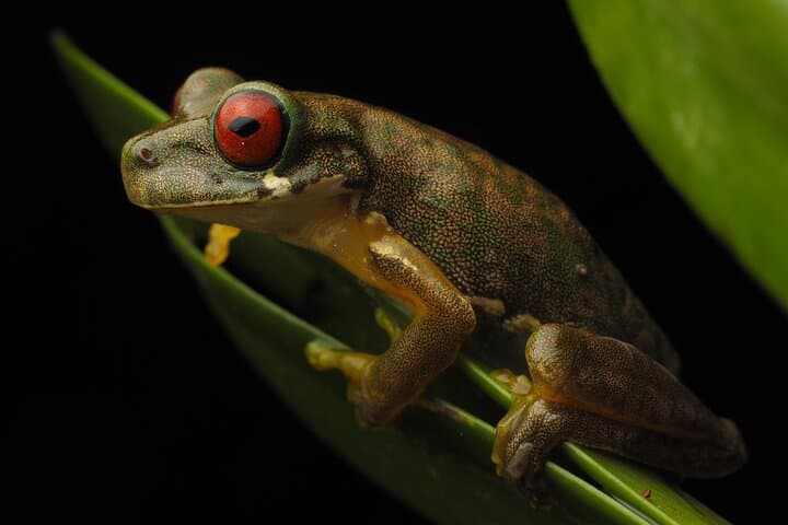 Guided Night Walk in Monteverde: Nocturnal Wildlife at El Refugio de Vida Silvestre photo 3