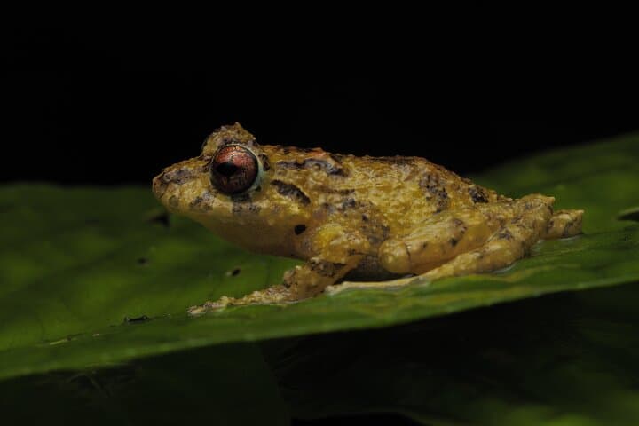 Guided Night Walk in Monteverde: Nocturnal Wildlife at El Refugio de Vida Silvestre photo 4