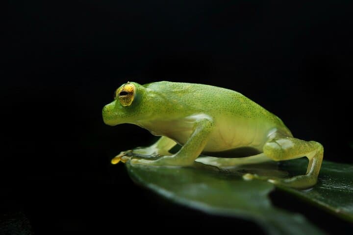 Guided Night Walk in Monteverde: Nocturnal Wildlife at El Refugio de Vida Silvestre photo 1