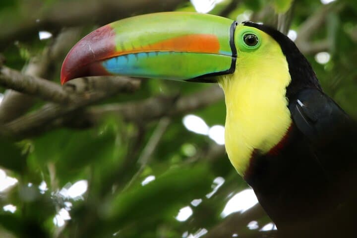 Guided Walk in Curi Cancha Reserve, Monteverde — Cloud-Forest Birds & Wildlife