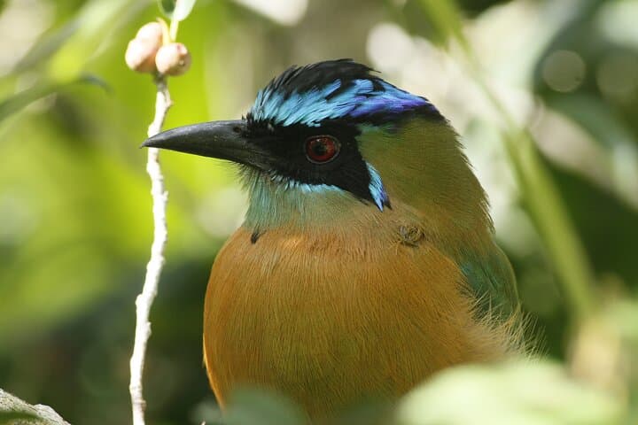Guided Walk in Curi Cancha Reserve, Monteverde — Cloud-Forest Birds & Wildlife photo 2
