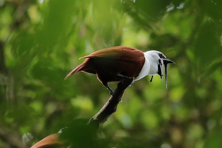 Guided Walk in Curi Cancha Reserve, Monteverde — Cloud-Forest Birds & Wildlife photo 3