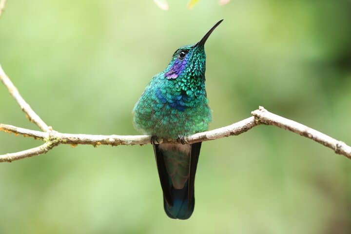 Guided Walk in Curi Cancha Reserve, Monteverde — Cloud-Forest Birds & Wildlife photo 5