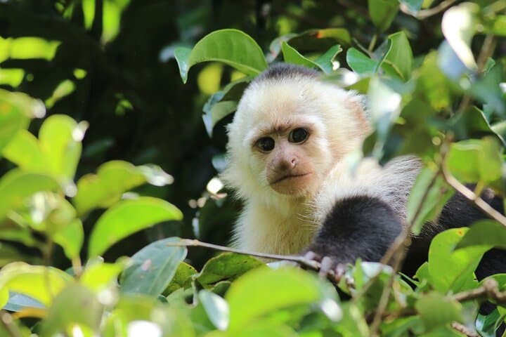 Guided Walk in Curi Cancha Reserve, Monteverde — Cloud-Forest Birds & Wildlife photo 6