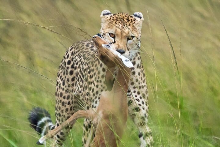 10-Day Kenya Big Five Safari and Diani Beach Private Tour photo 6