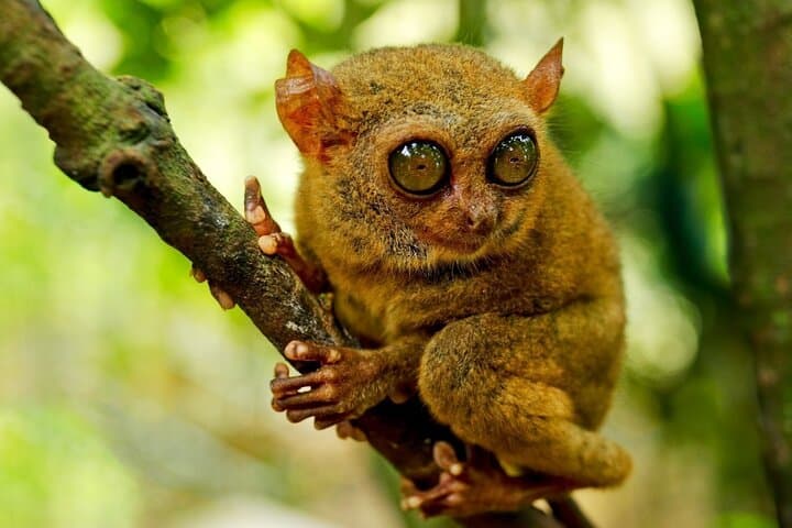 Cebu to Bohol 2-Day Tour — Chocolate Hills, Tarsiers & Night Firefly Cruise photo 1