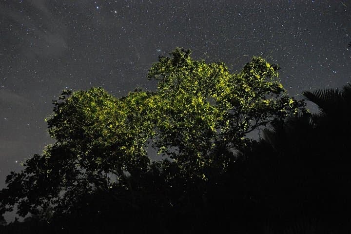 Bohol Firefly Cruise: Night Mangrove Boat Tour on the Abatan River photo 4