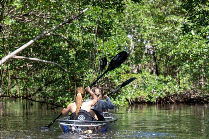 Clear Kayaking North Miami Beach: Mangrove Tunnels and Urban Wild Waters