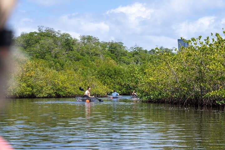 Clear Kayaking North Miami Beach: Mangrove Tunnels and Urban Wild Waters photo 5