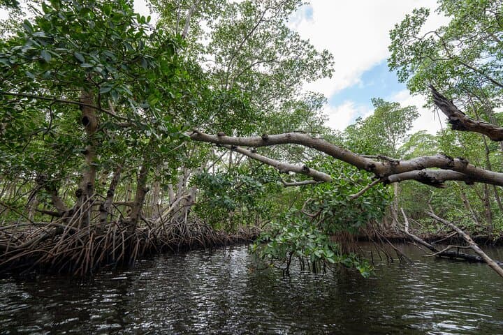 Clear Kayaking North Miami Beach: Mangrove Tunnels and Urban Wild Waters photo 6