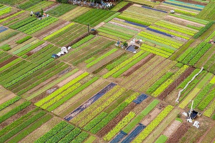 Tra Que Village Farmer Experience from Da Nang & Hoi An — Biking, Cooking & Buffalo Ride photo 1